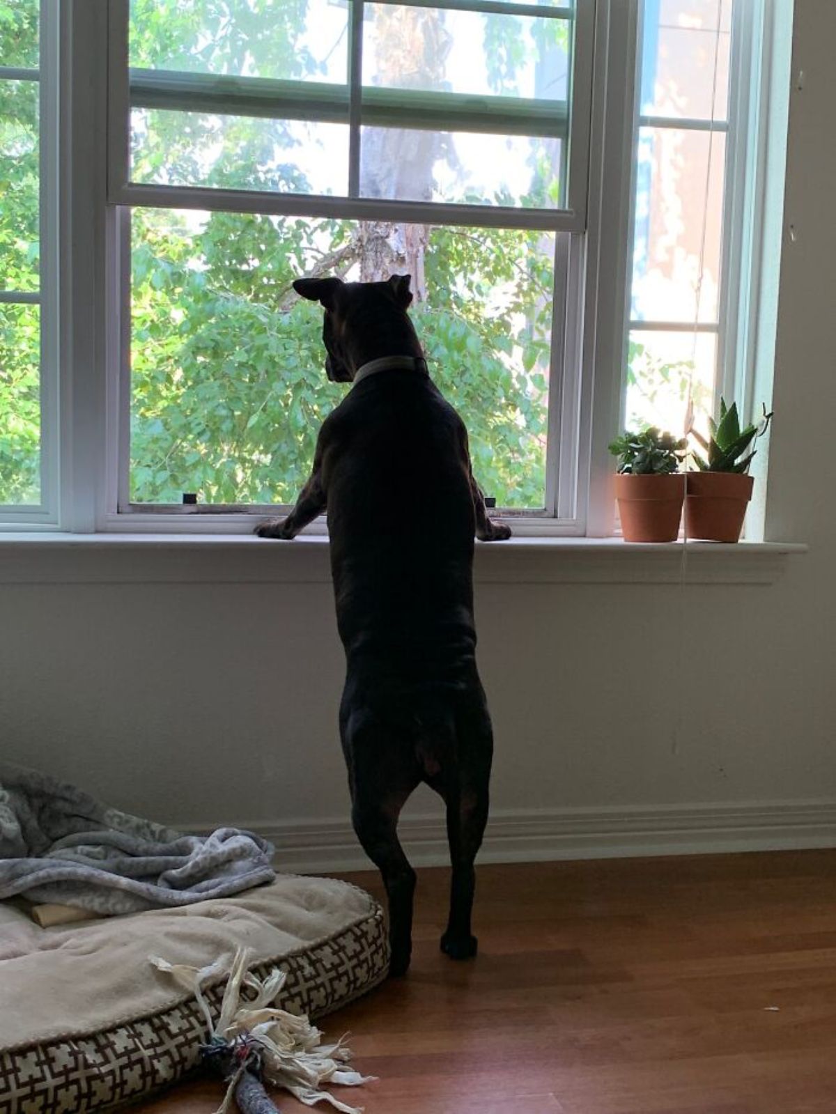 black dog standing on hind legs with front paws on a ledge looking out of a window