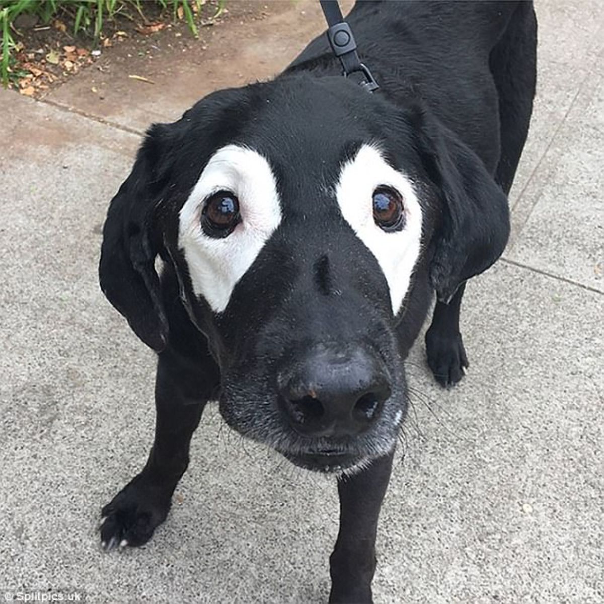 black dog standing with white markings around the eyes