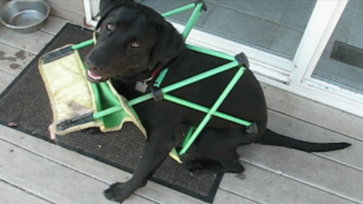 black dog stuck in a green folding chair
