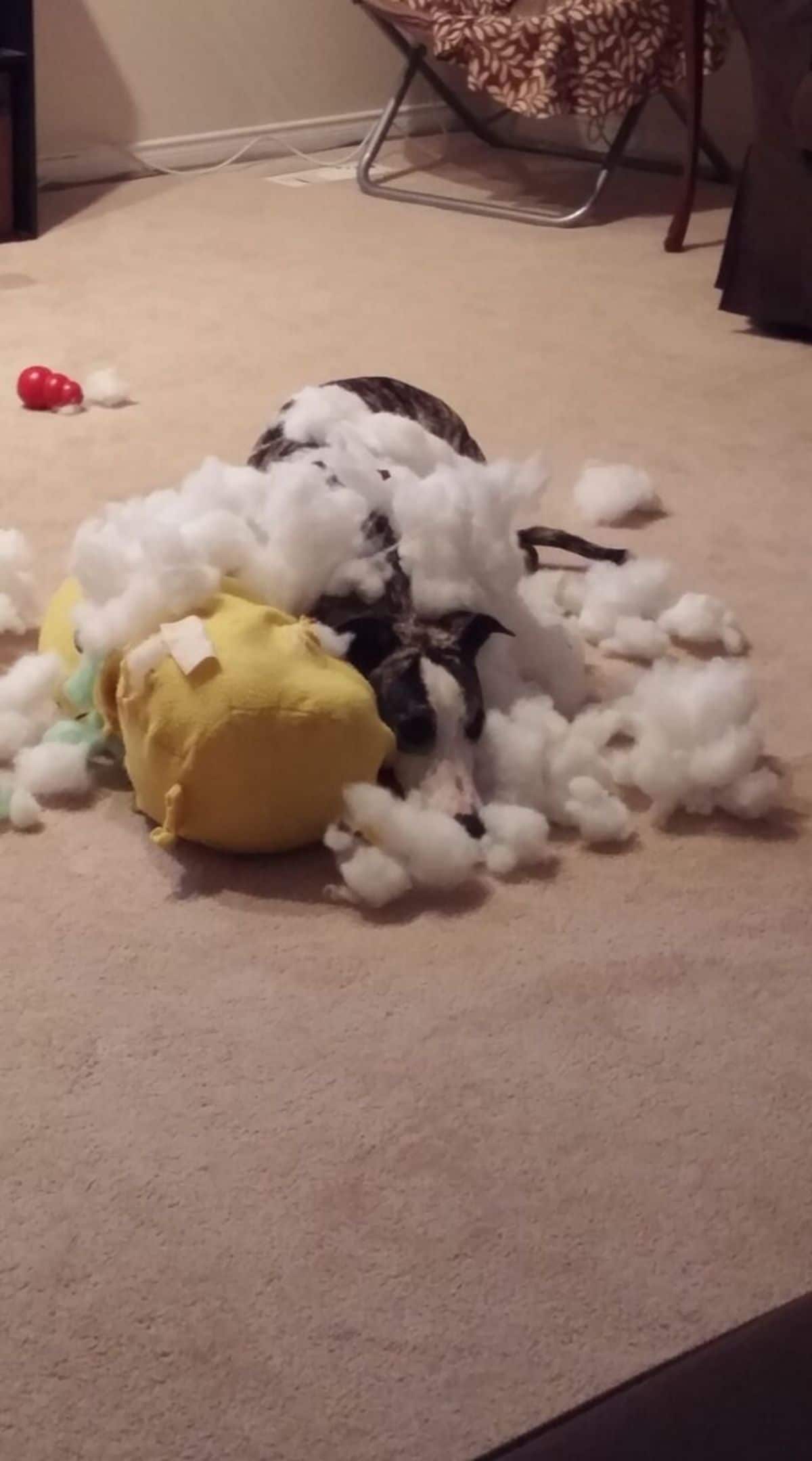 black dog tearing up a yellow stuffed toy with the white stuffing coming out