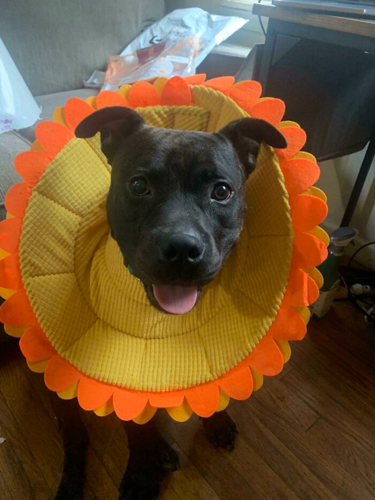 black dog wearing a yellow and orange flower cone around the neck and head