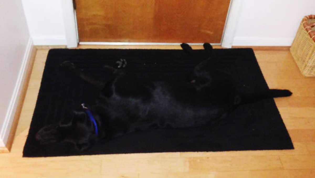 black dog with a blue collar laying on a black mat by a brown door