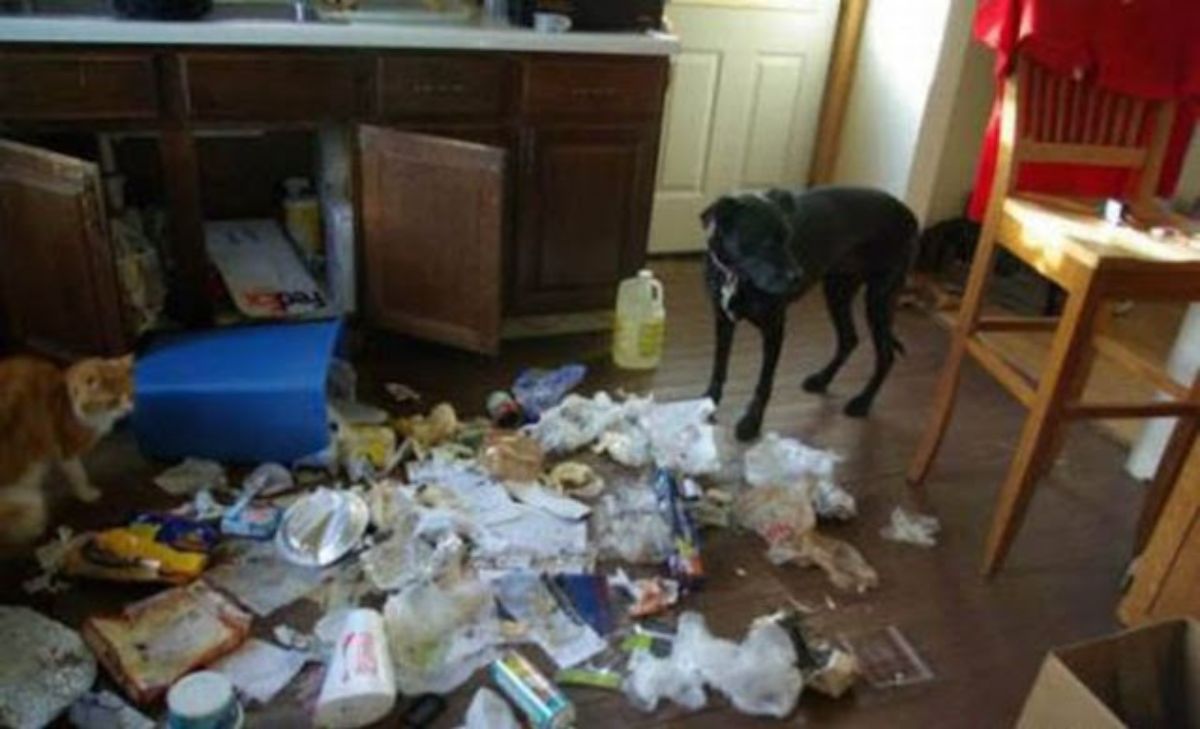 black dog with a trashcan upended with the trash strewn everywhere and ripped up
