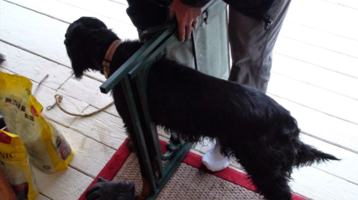 black fluffy dog stuck with a folded chair stuck around the shoulders
