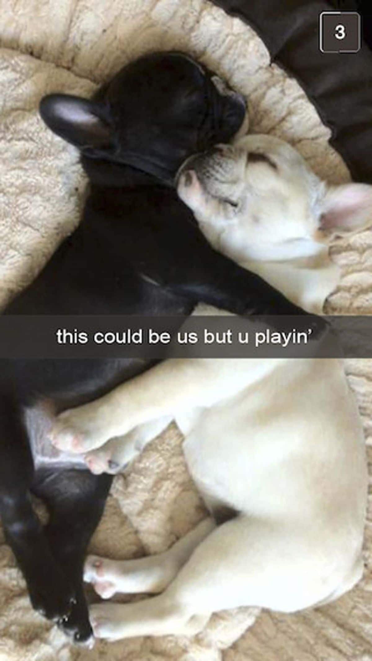 black french bulldog cuddling with a white bulldog on a white blanket with the caption this could be us but u playin'