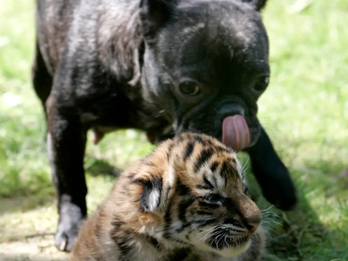 black french bulldog standing behind a tiger cub on grass