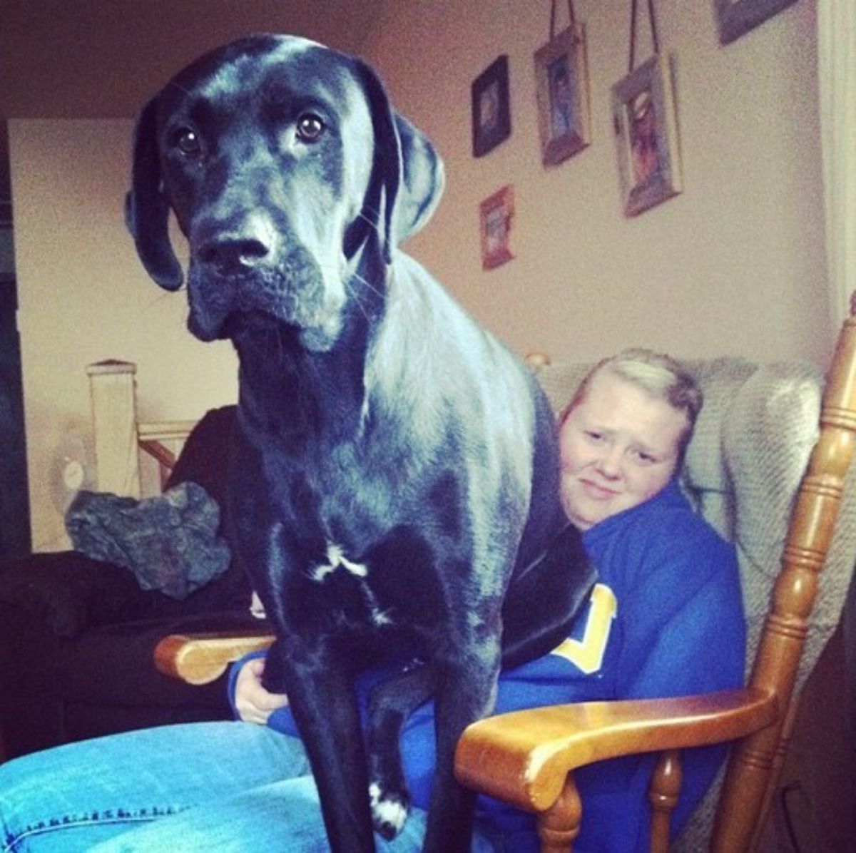 black great dane sitting on a person's lap and the person is making a face