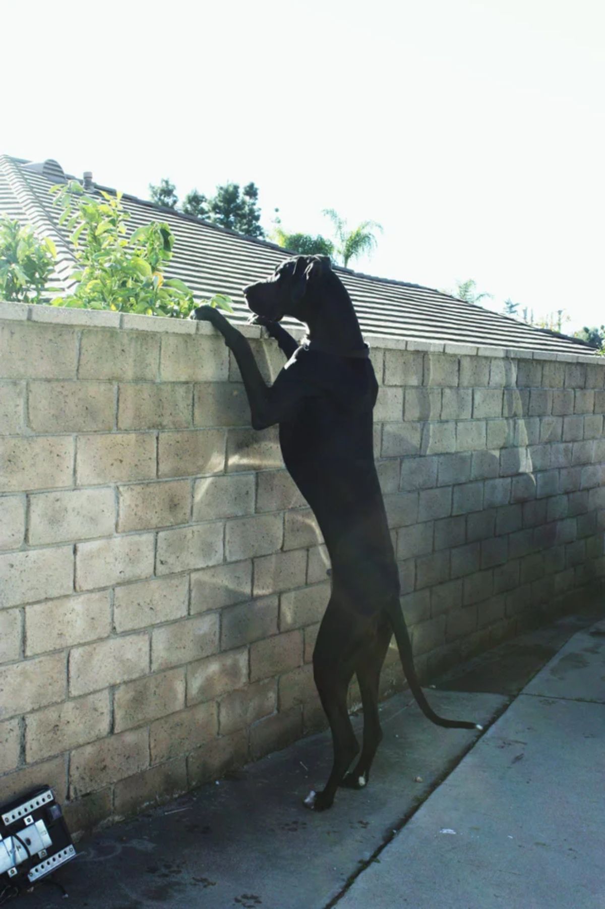 black great dane standing on hind legs with front paws on a concrete wall looking over the wall