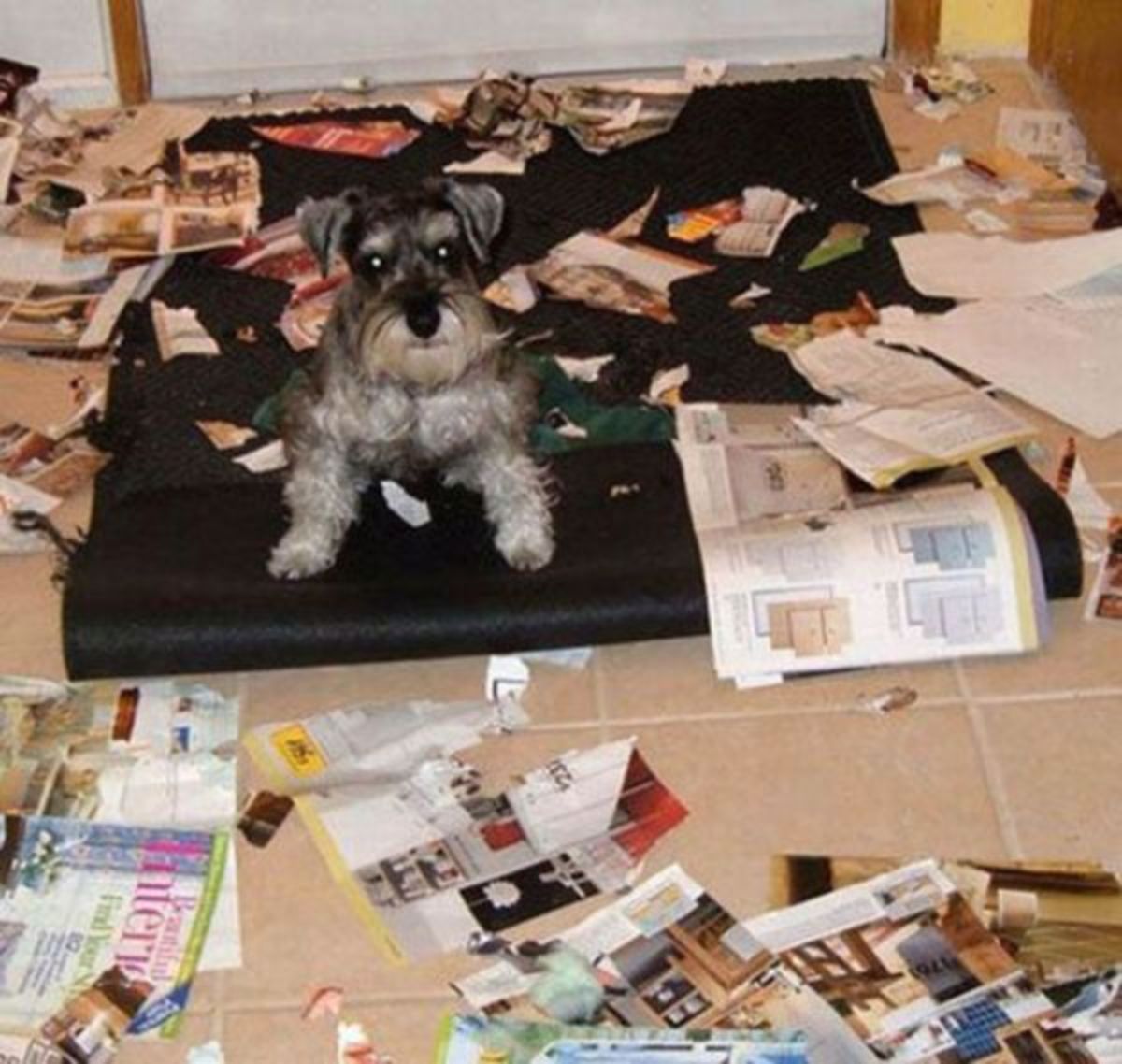 black grey and white dog on a green dog bed with ripped up magazines around it