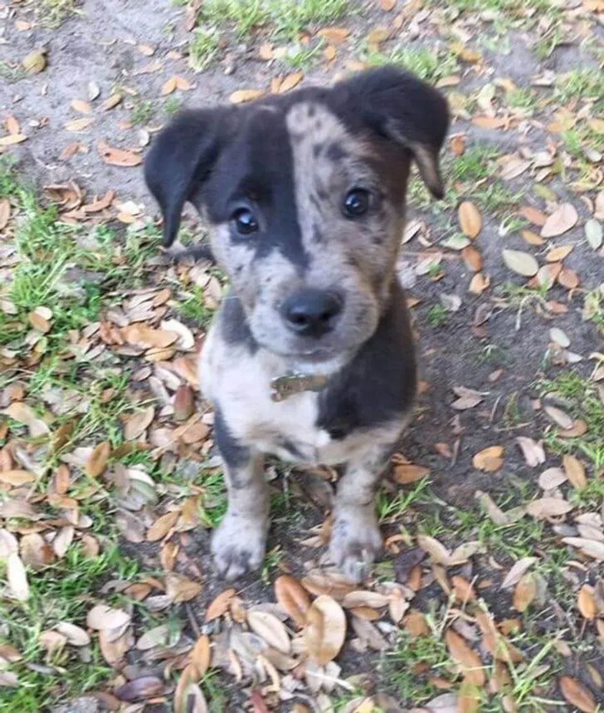 black grey and white puppy with black ears and a black marking from right ear to down to the right eye