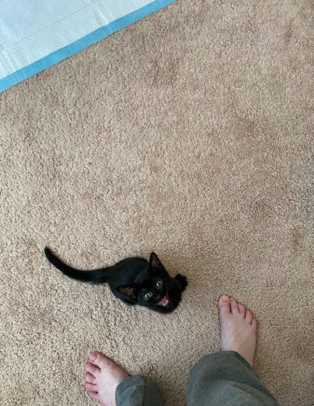 black kitten sitting on brown carpet by someone's feet and looking up