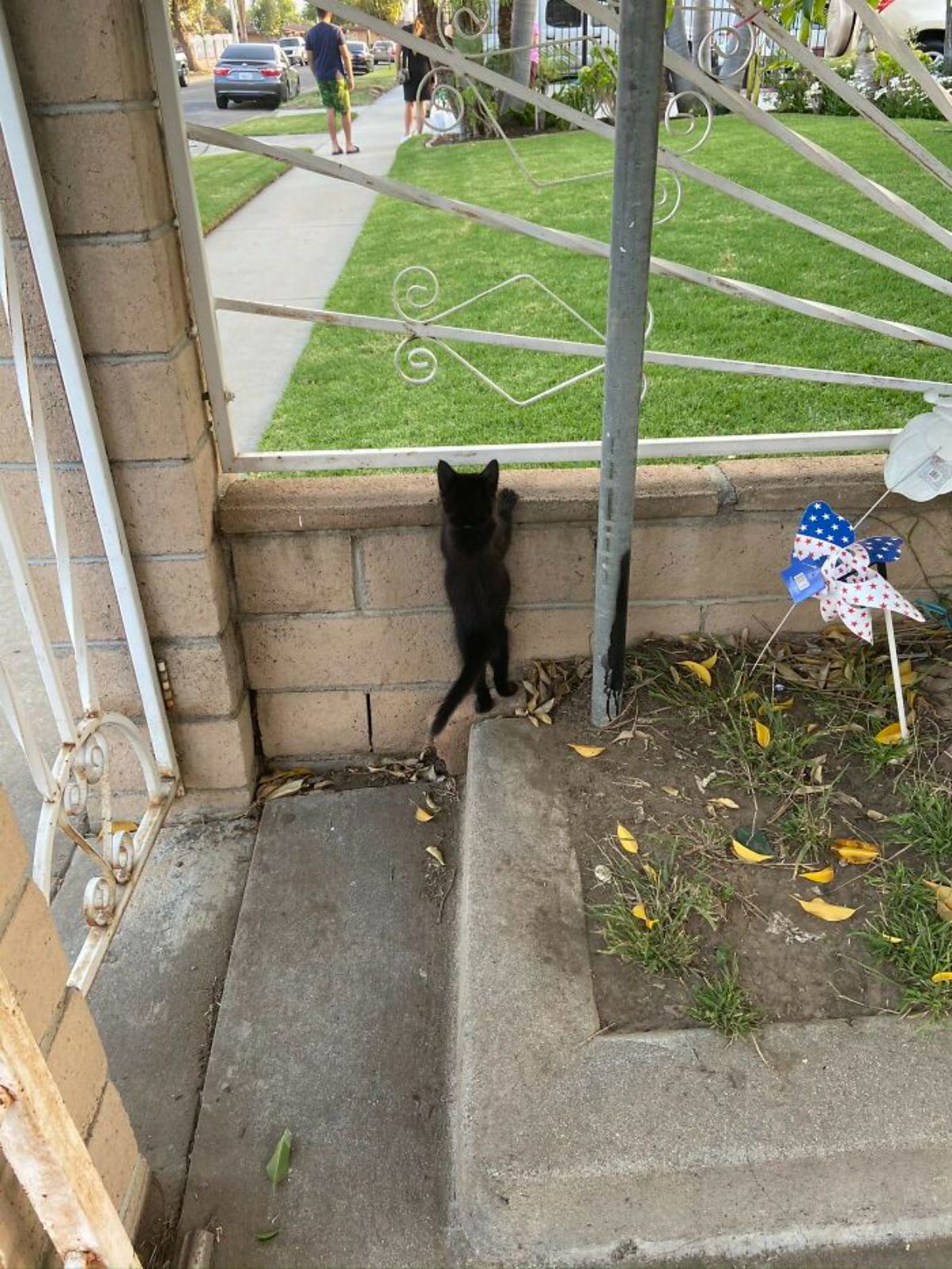 black kitten standing on hind legs watching people in the next yard