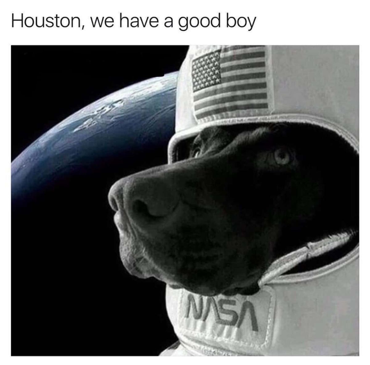 black labrador retriever in a grey NASA space suit with a blue Earth background