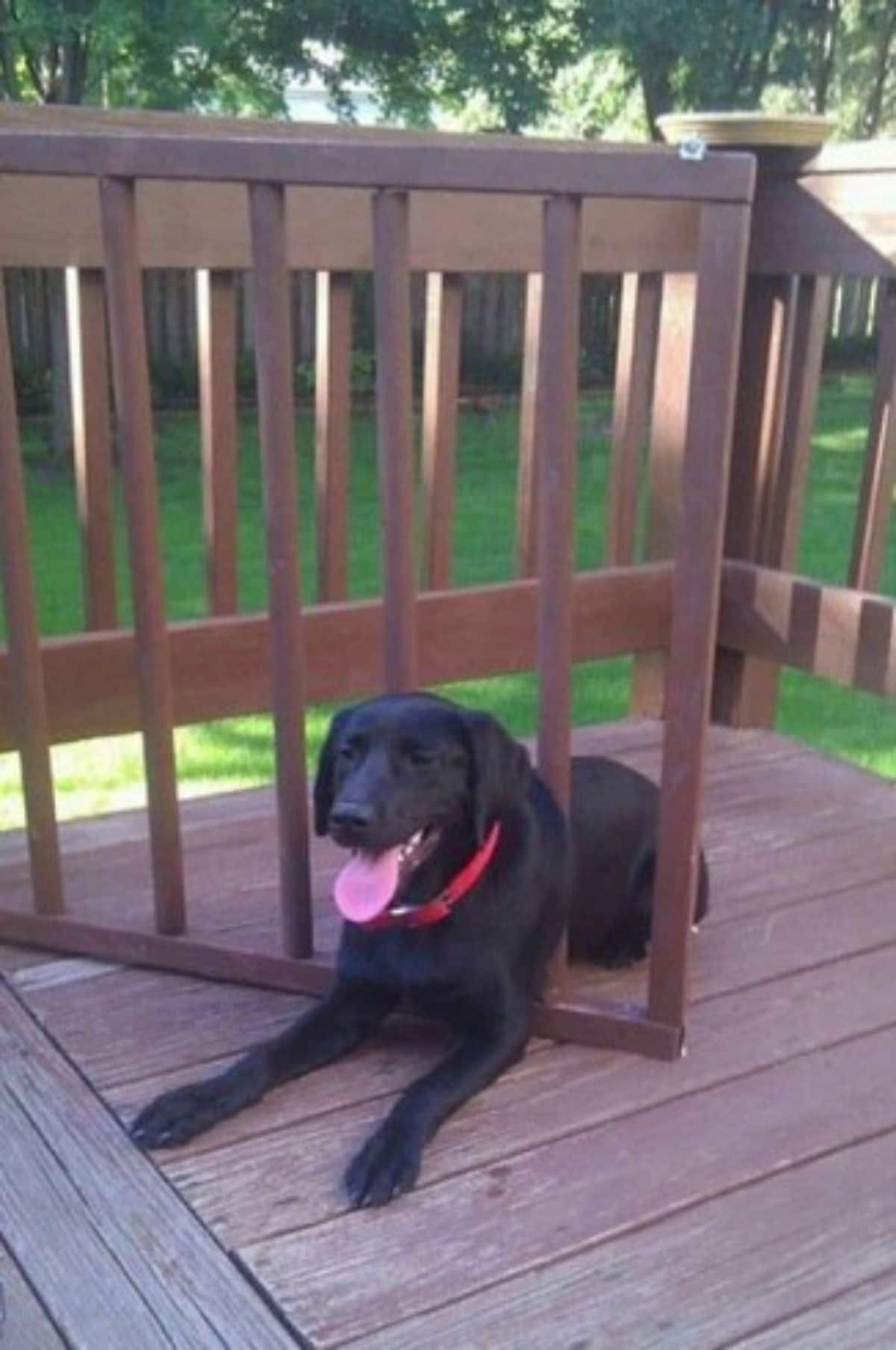 black labrador retriever laying on a wooden patio and stuck through a brown gate