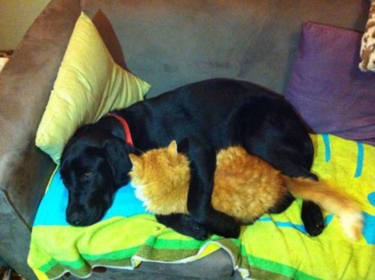 black labrador retriever laying on yellow green and blue blanket on a brown sofa hugging an orange cat