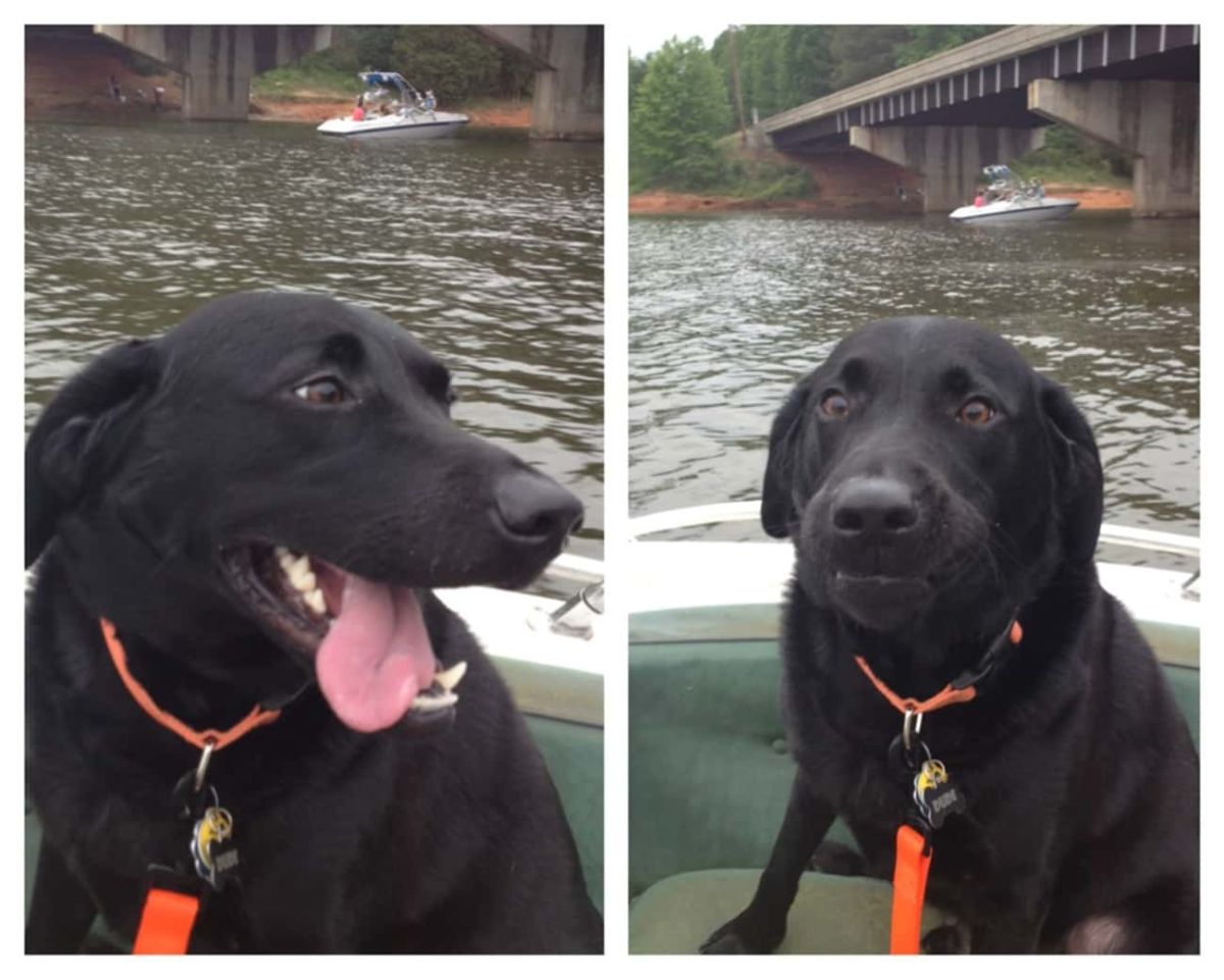 black labrador retriever on a boat smiling and then looking ready to puke