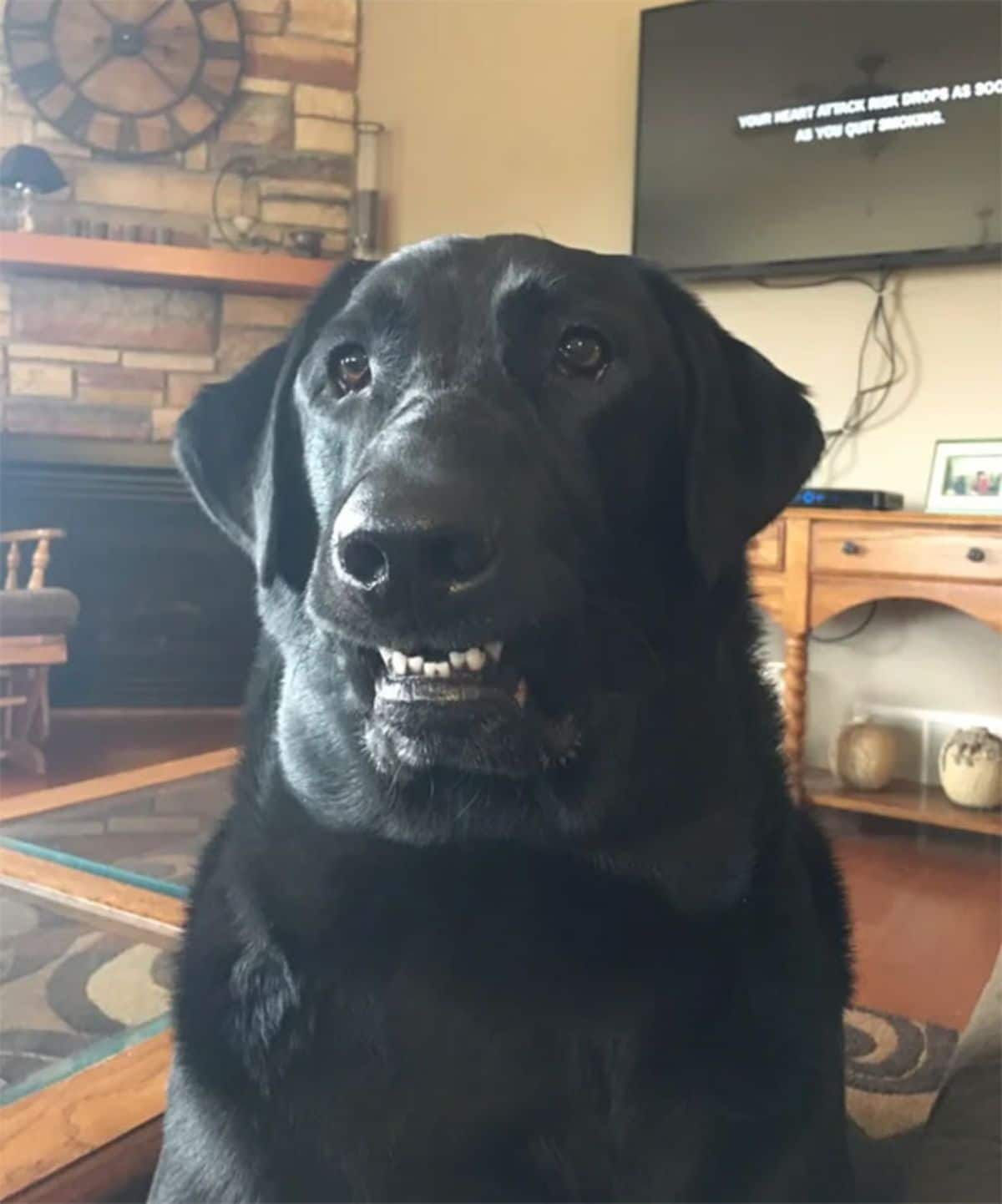 black labrador retriever sitting up looking surprised with bottom teeth showing