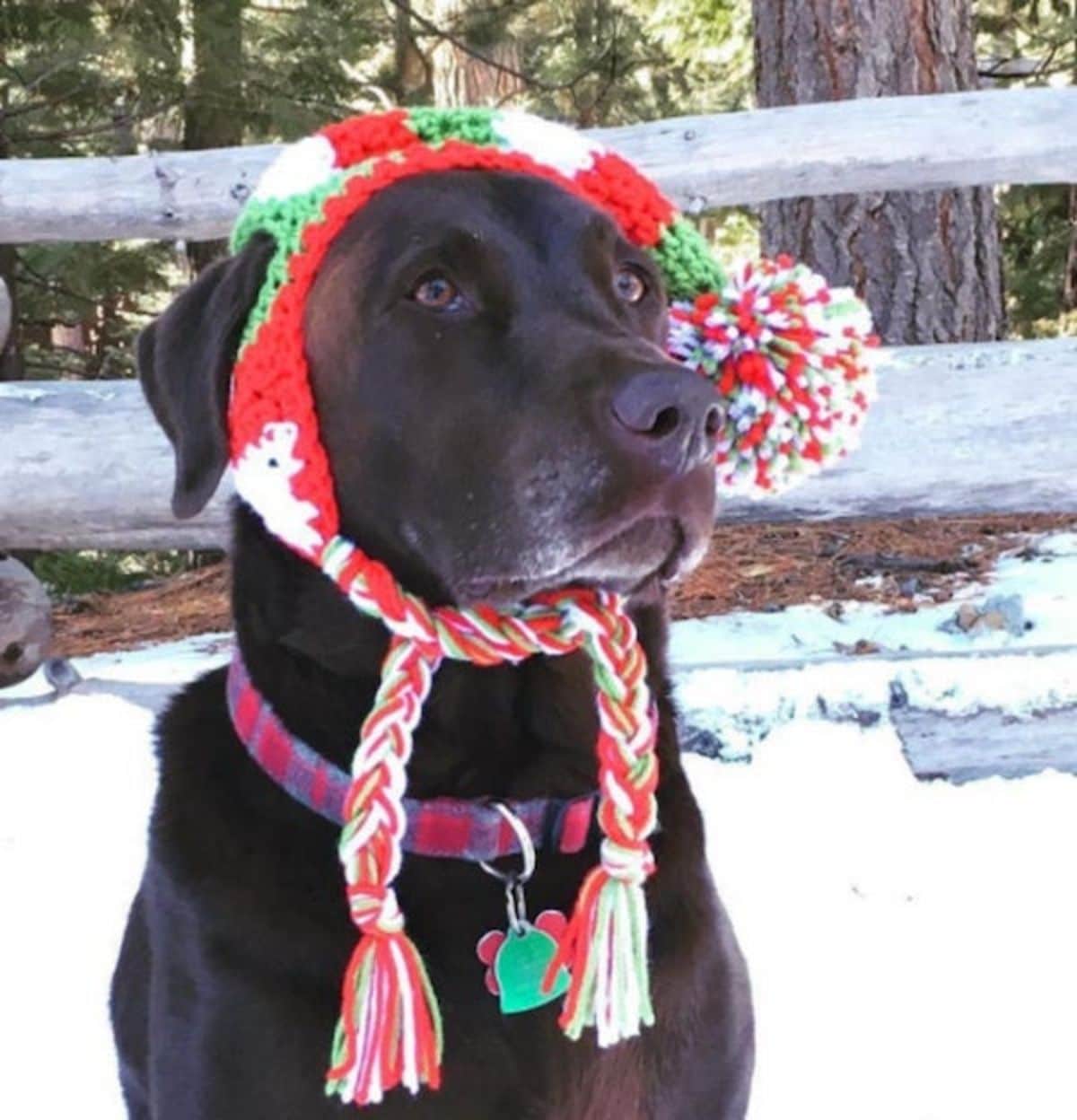 black labrador retriever wearing a red green and white festive crocheted hat tied under the chin