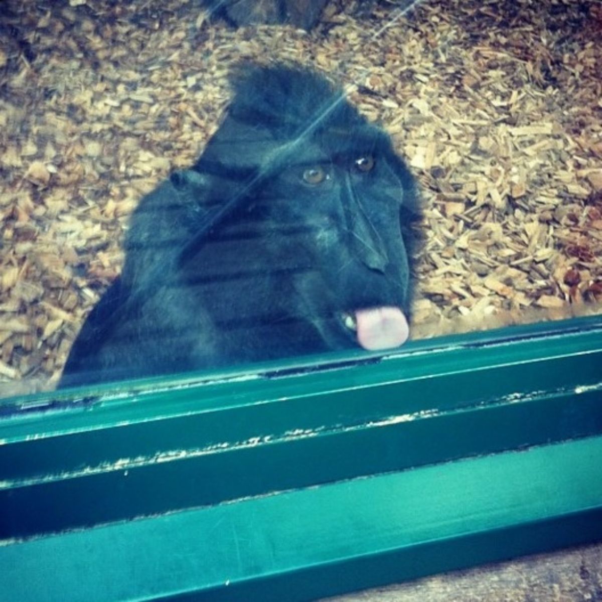 black monkey licking a glass of an enclosure