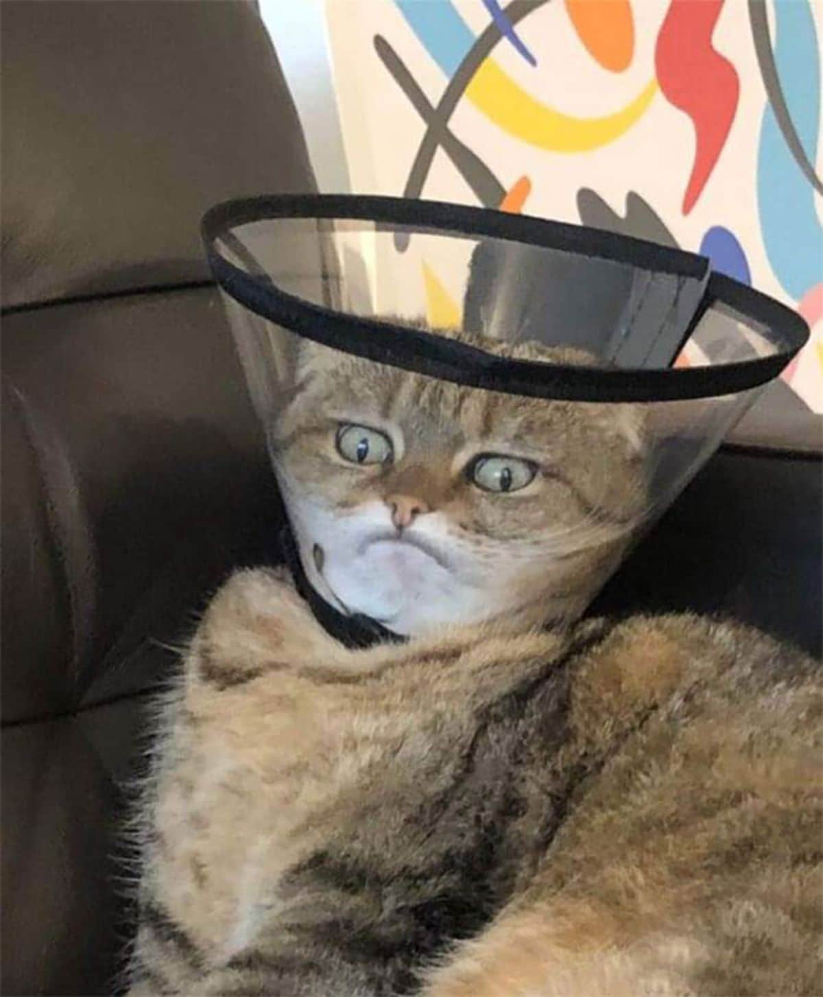 black orange and white cat sitting with a cone of shame on and the face smushed against the cone