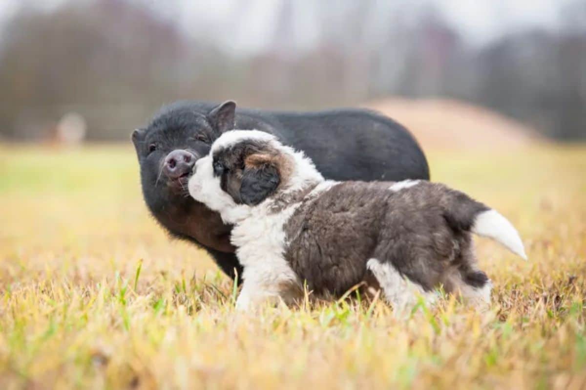 black pig sniffing a brown white and black puppy in a field