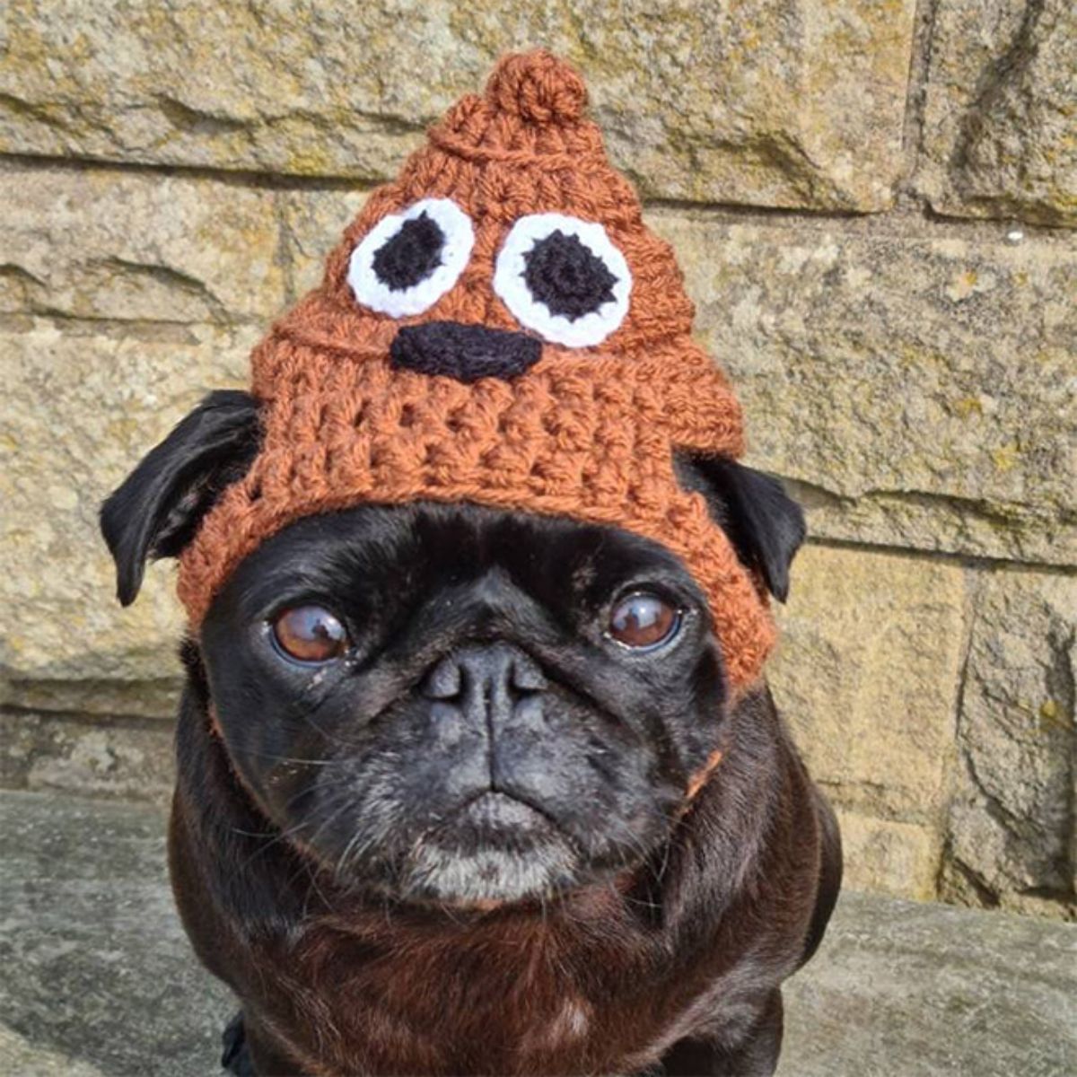 black pug wearing brown crocheted hat that looks like the poop emoji