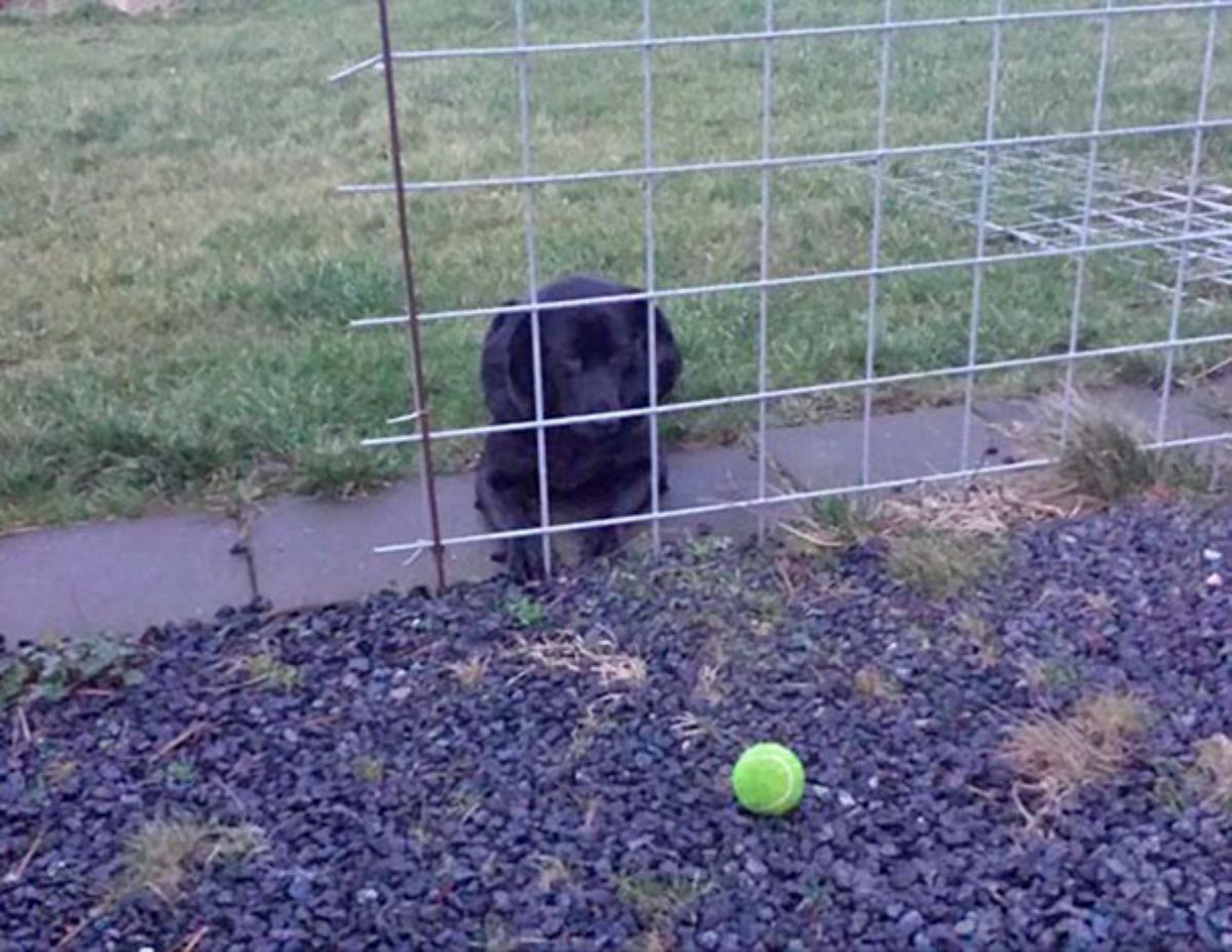 black puppy laying on path and grass behind a fence staring at a yellow tennis ball on the other side