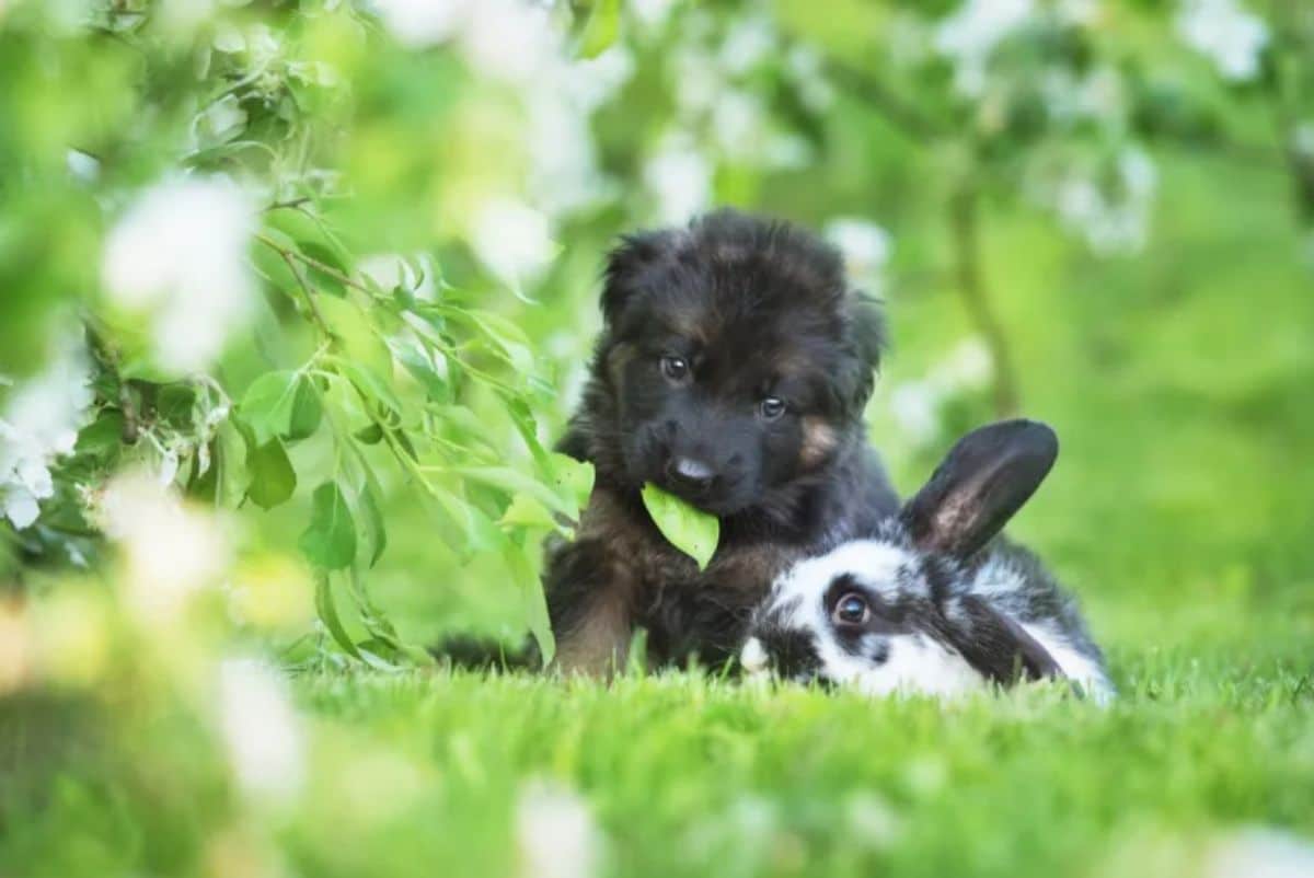 black puppy sitting with a black and white rabbit