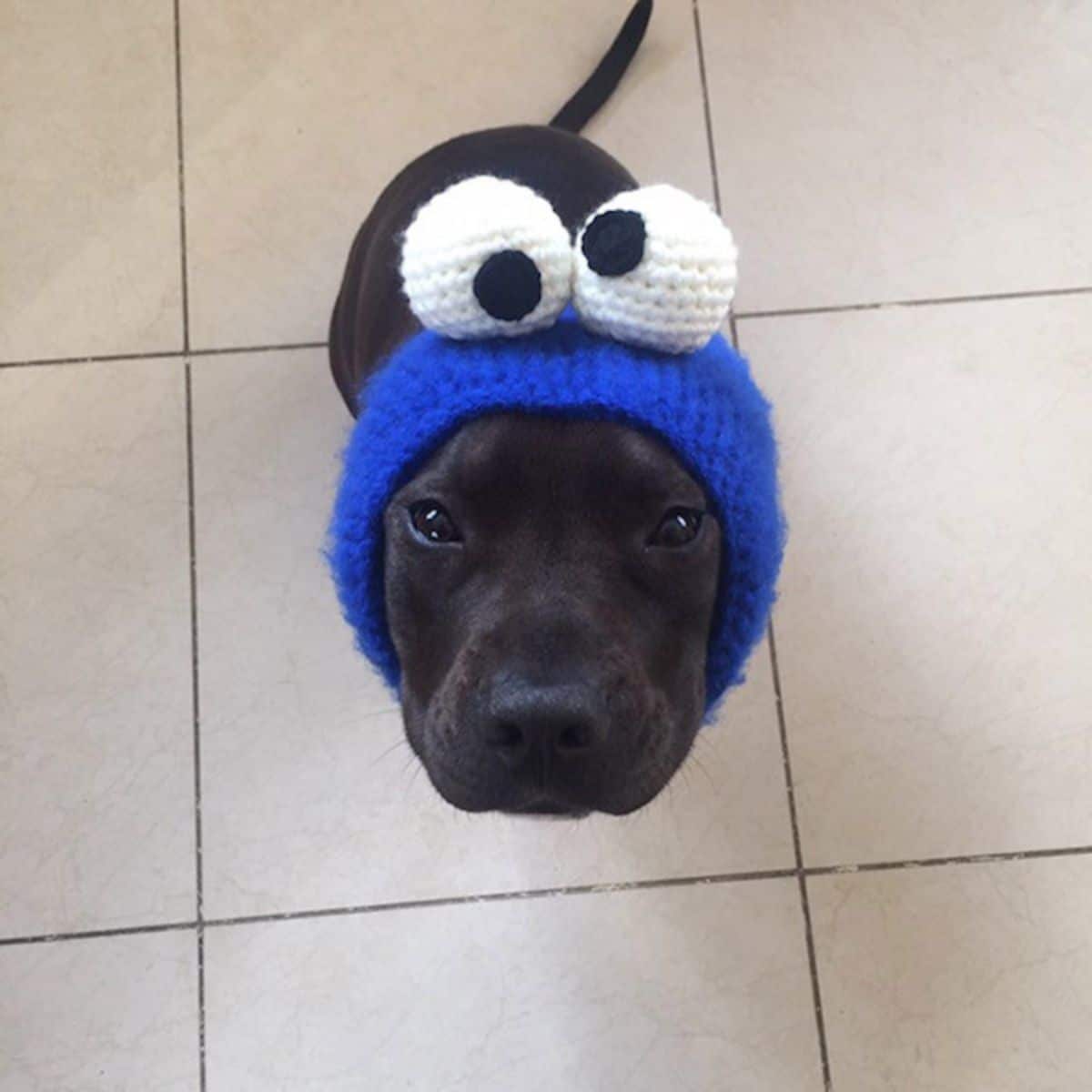 black puppy wearing blue crocheted headband with 2 giant white and black eyes on top