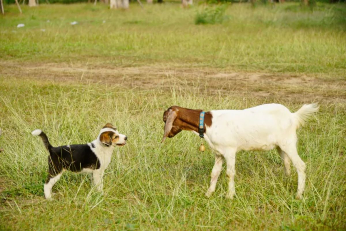 black white and brown dog standing looking at a brown and goat standing in a field