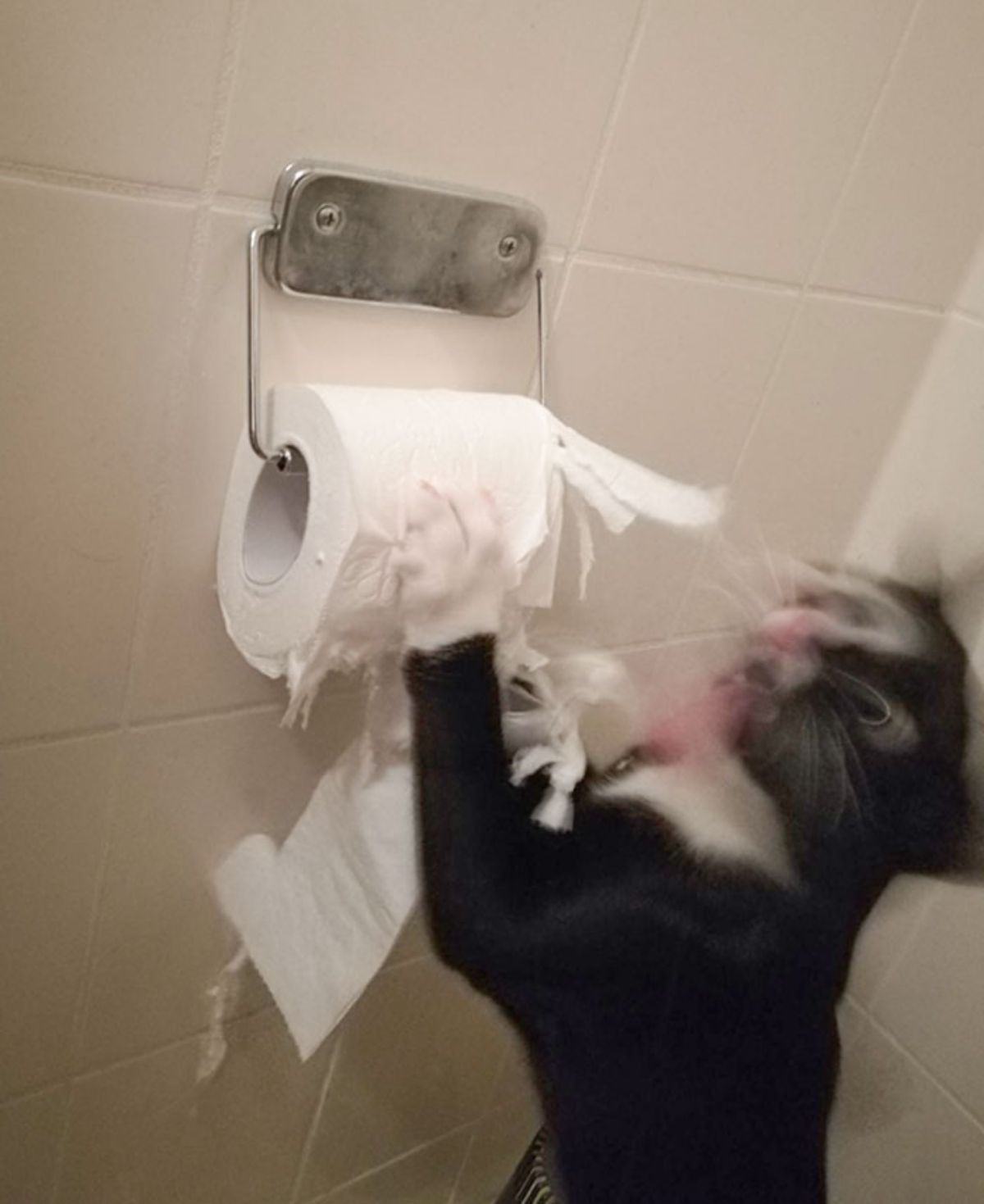 blurry image of a black and white cat ripping up a roilet paper roll in a bathroom