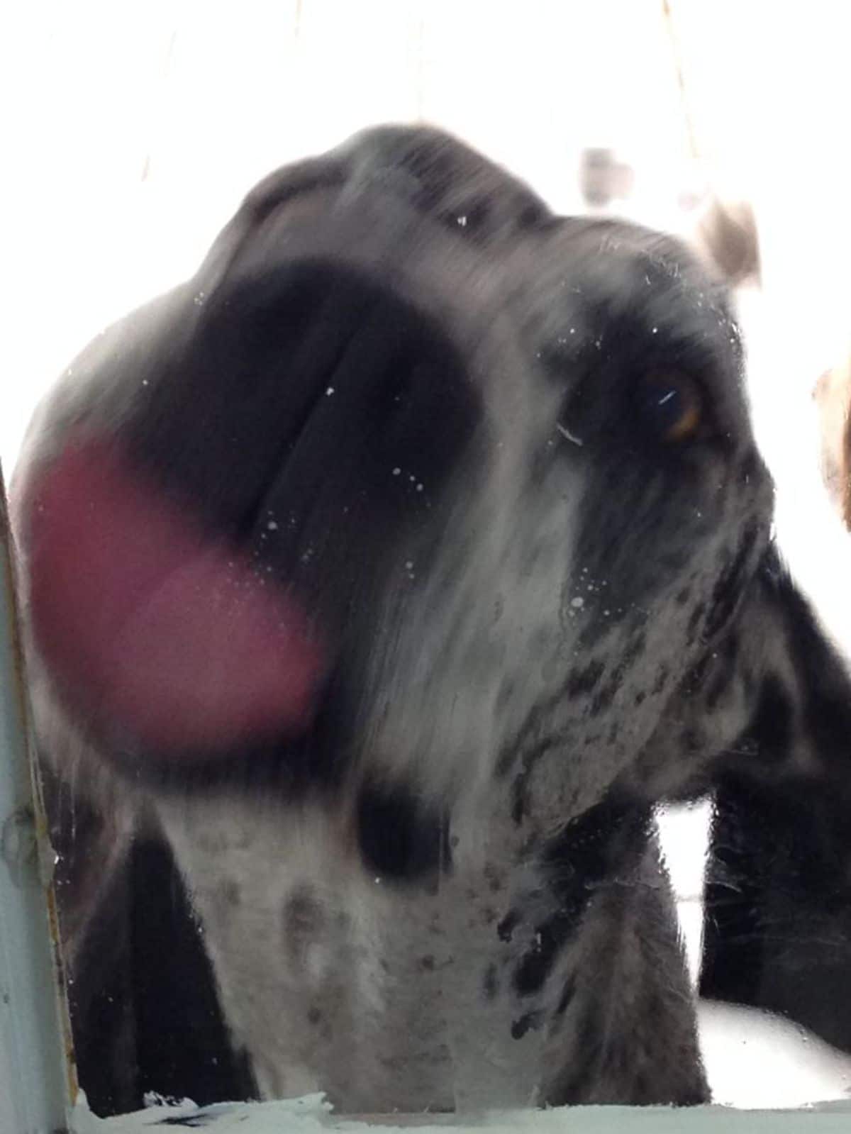 blurry image of black and white dog licking a glass