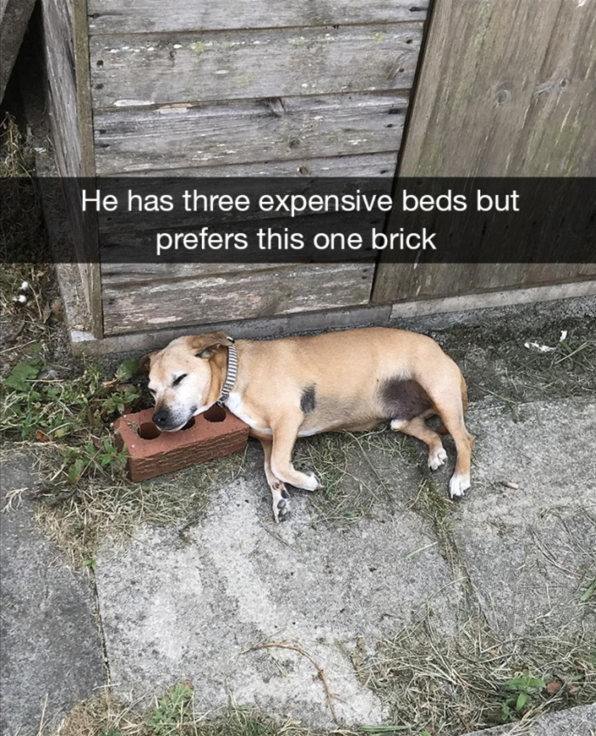 brown and black dog sleeping sideways outside a wooden shed with the head on a red brick with the caption He has three expensive beds but prefers this one brick