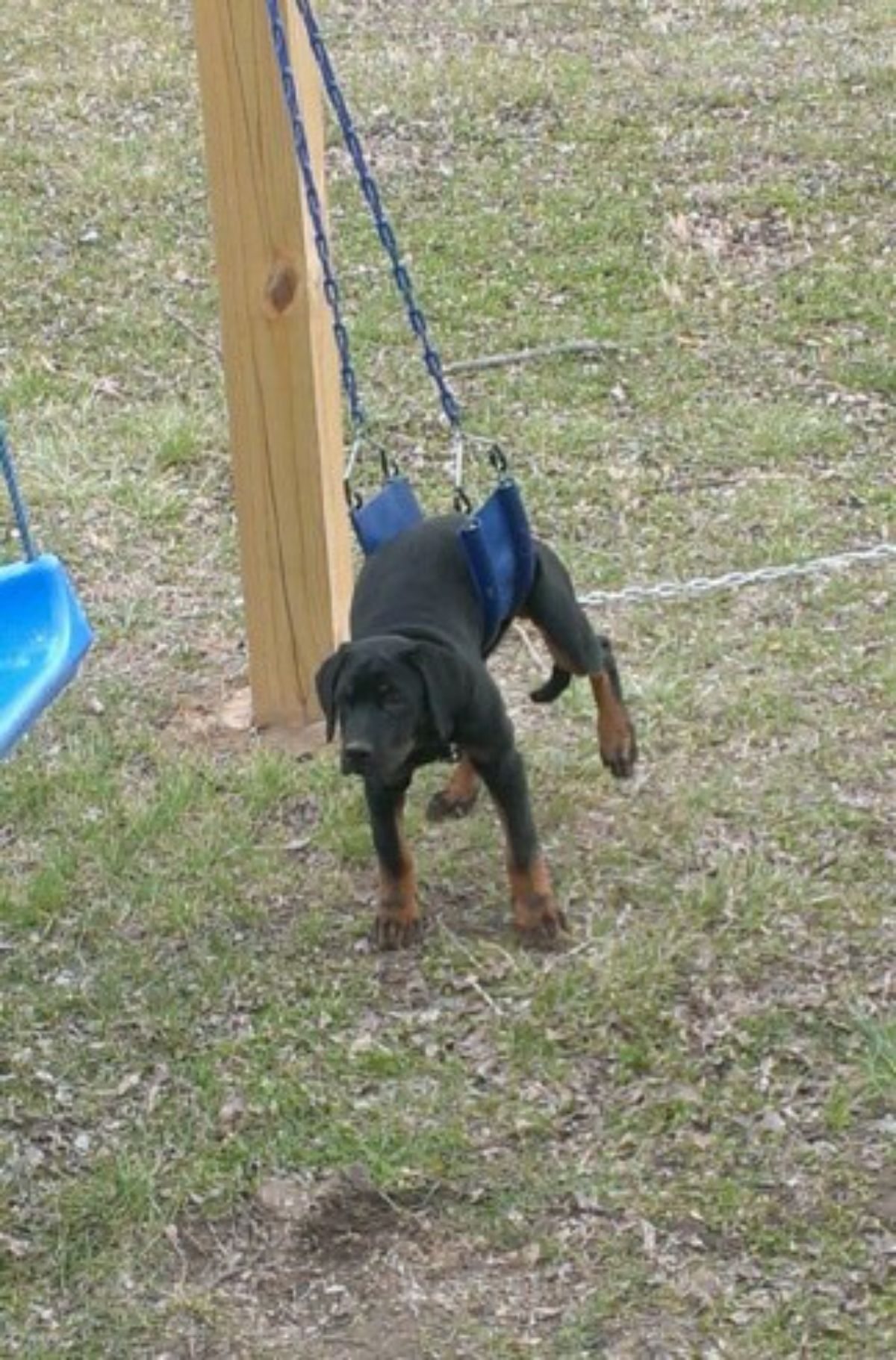 brown and black dog stuck with the body on a blue swing with the back legs off the ground