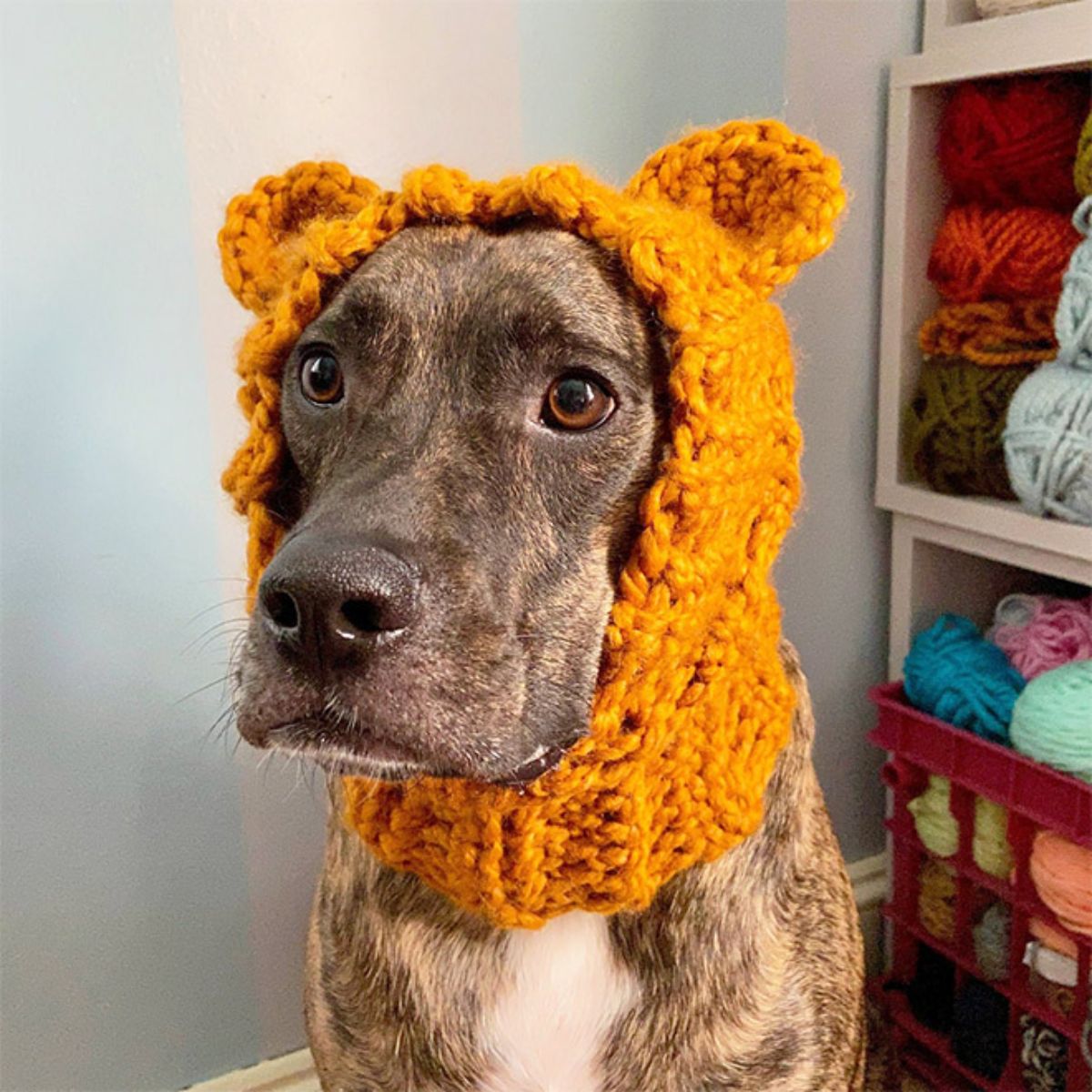 brown and black dog wearing yellow bear crocheted hat