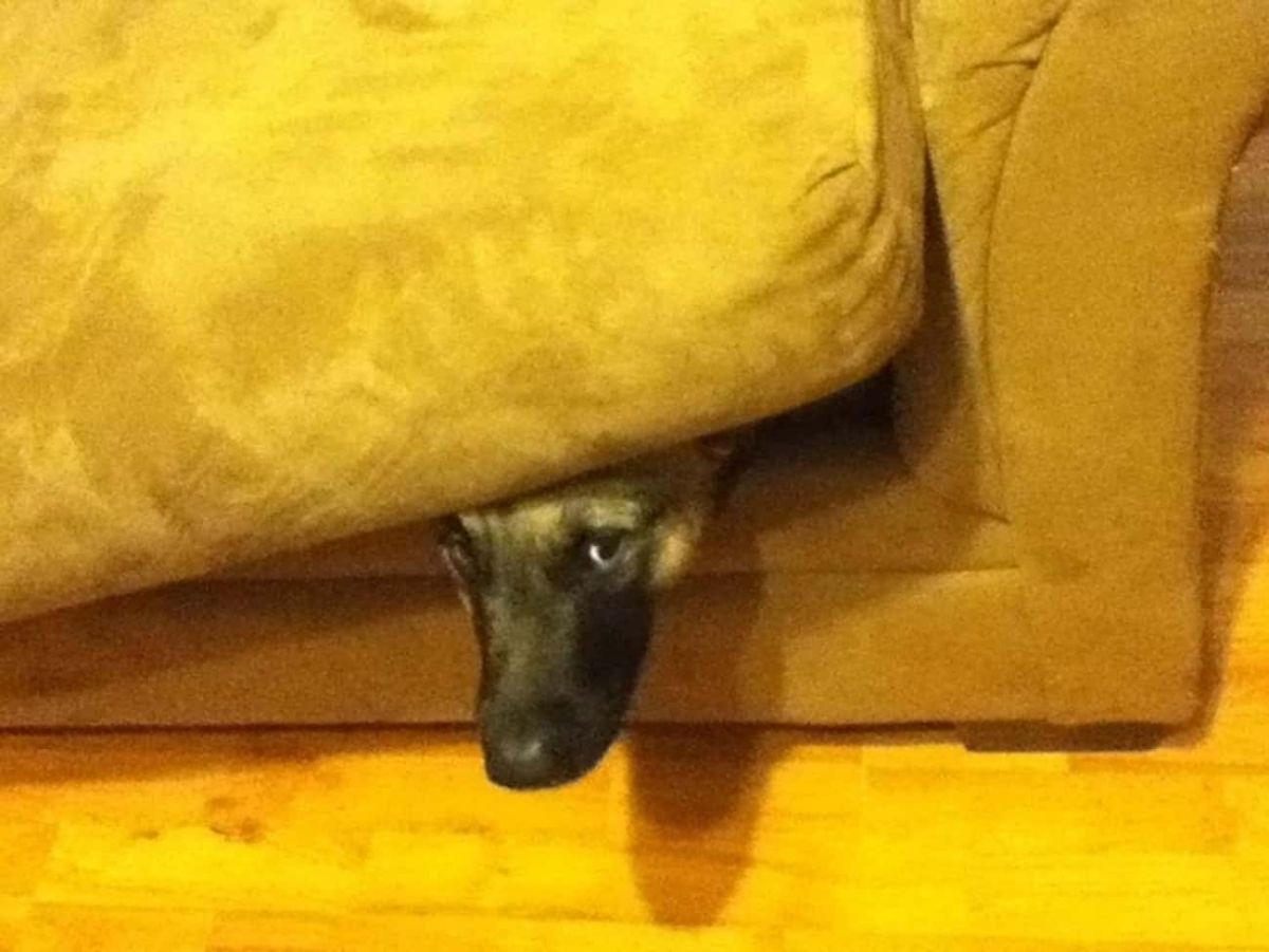 brown and black dog's face sticking out from between a sofa and the sofa cushion