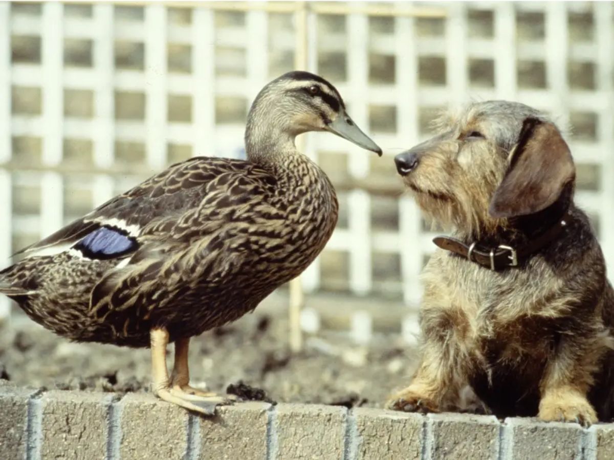 brown and black duck standing on a wall next to a brown and black dog standing on hind legs with front paws on the wall