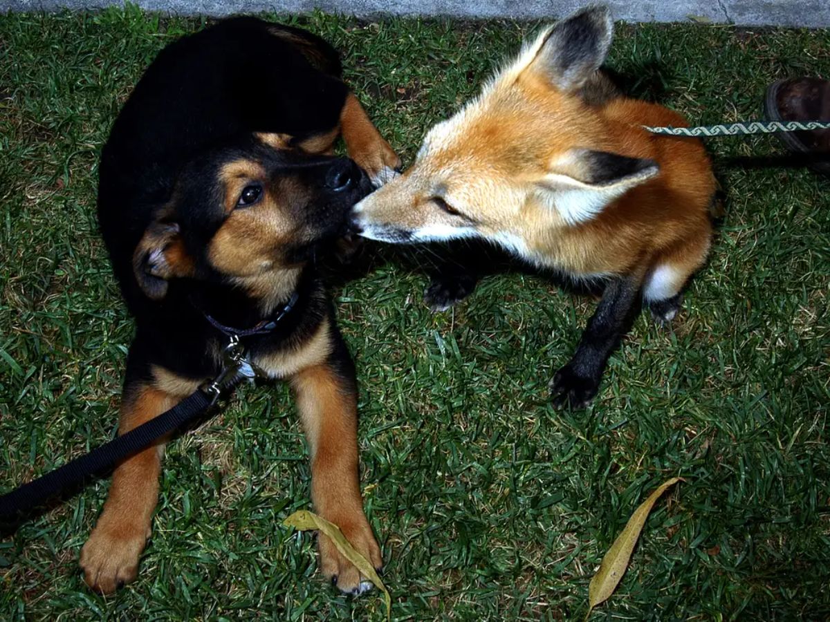 brown and black fox sniffing a black and brown dog