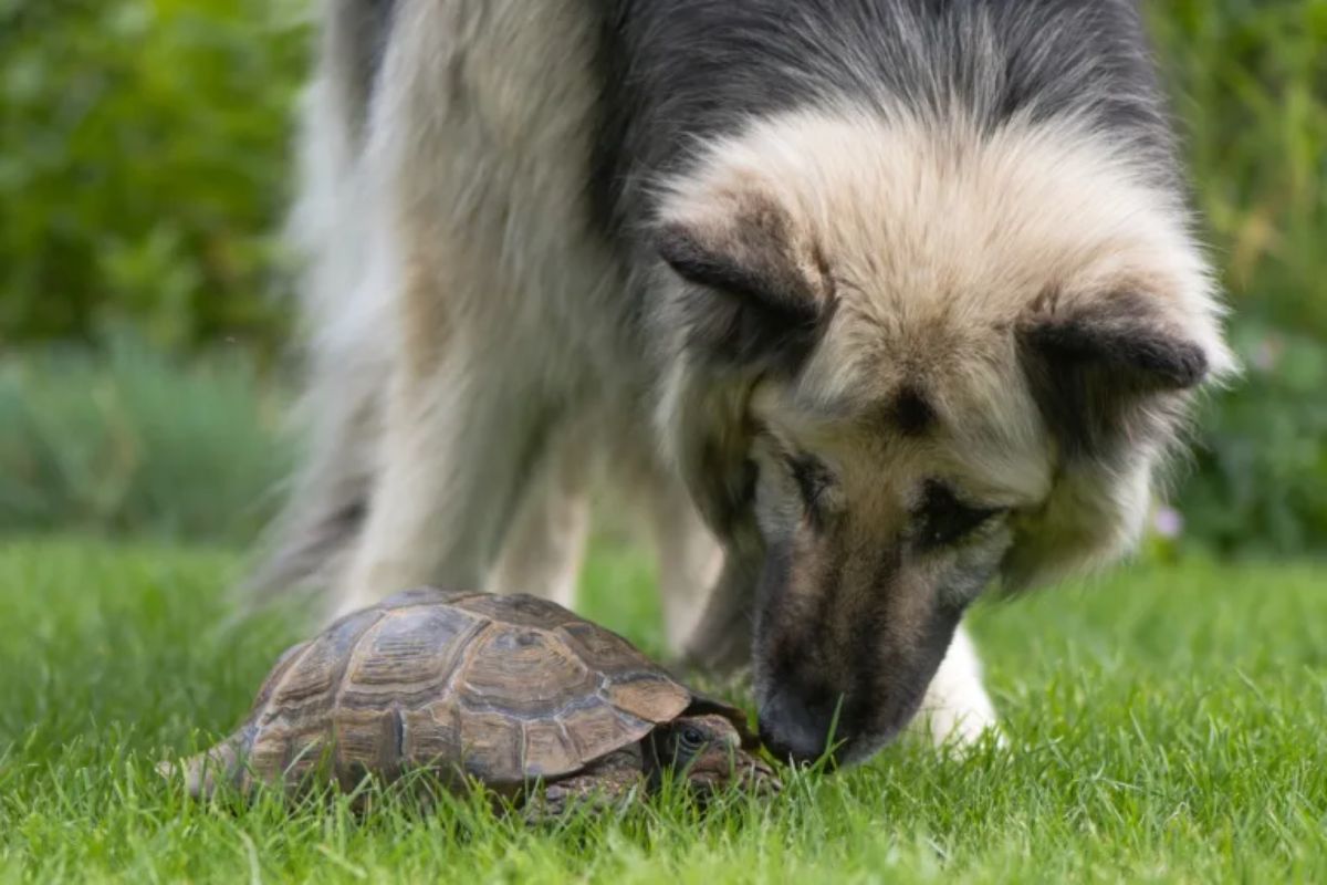 brown and black german shepherd sniffing a tortoise on grass