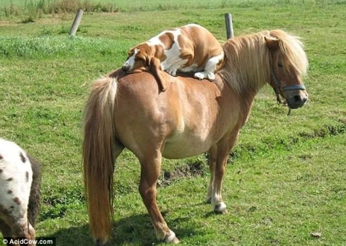 brown and white basset hound sleeping on a brown pony's back