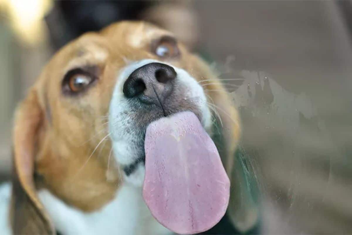 brown and white beagle licking a glass