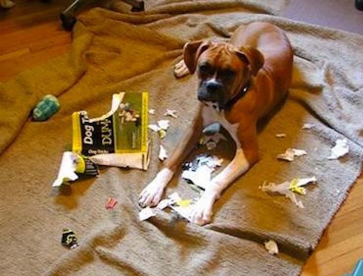 brown and white boxer laying on a brown blanket with a ripped up yellow and black dog training for dummies book