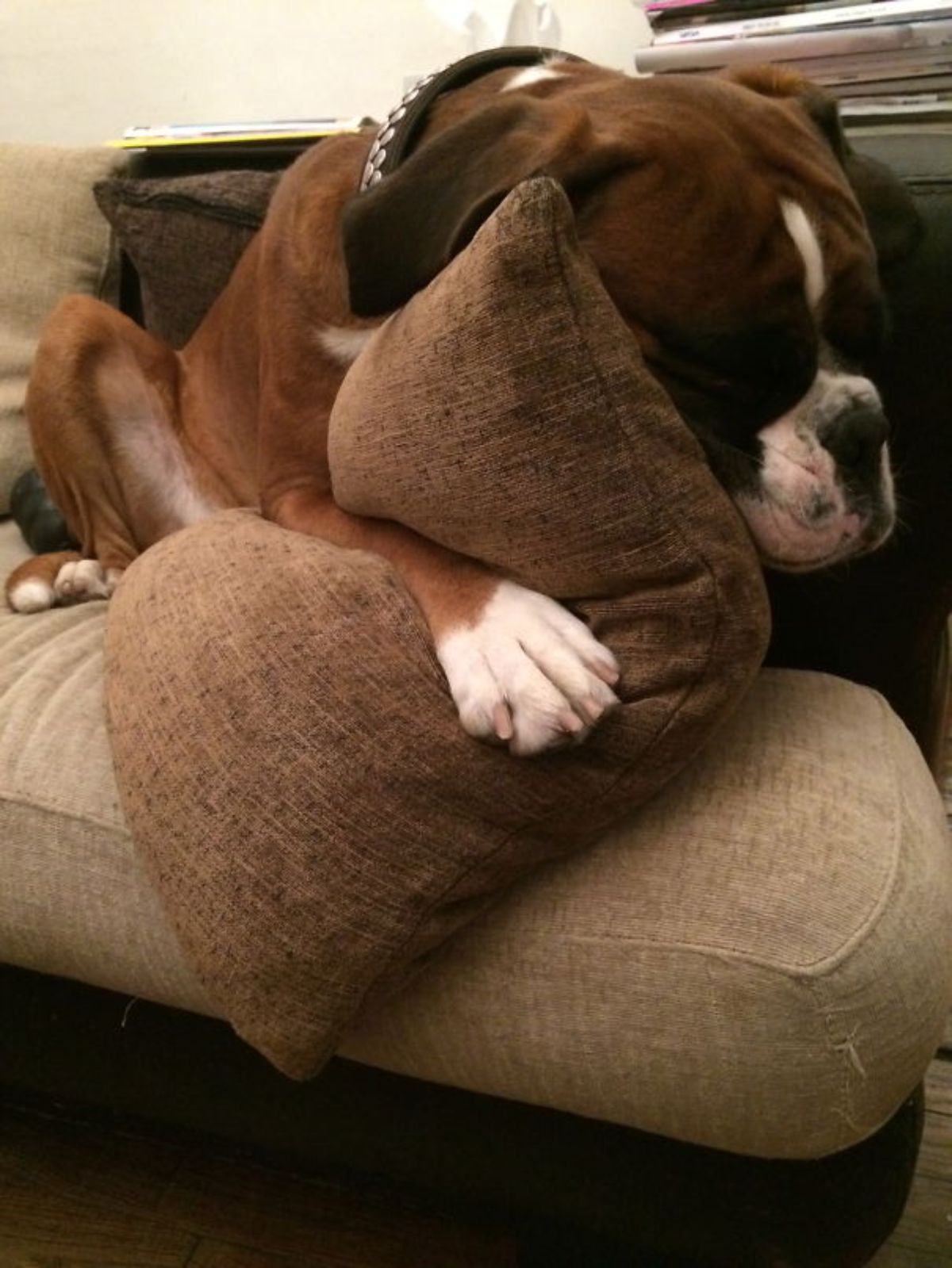 brown and white boxer laying on brown sofa holding a brown cushion against the face