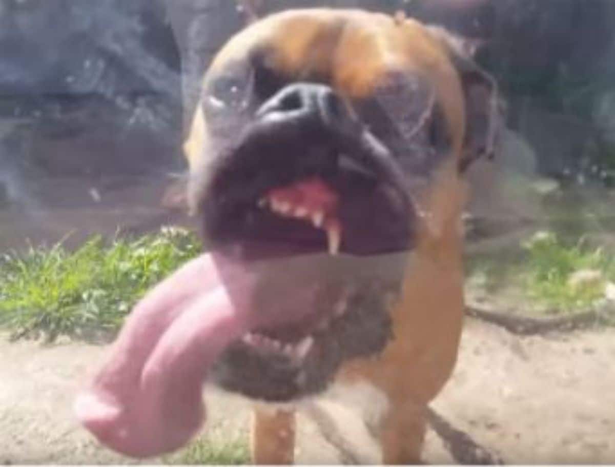 brown and white boxer licking glass from the outside