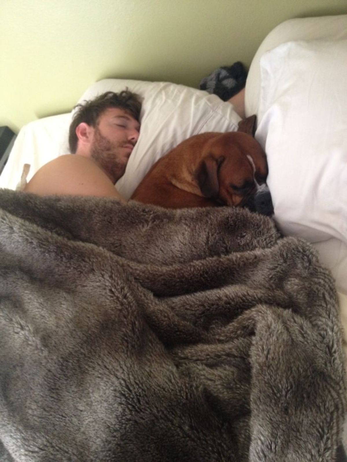 brown and white boxer sleeping on a bed cuddling with a man under a brown fuzzy blanket