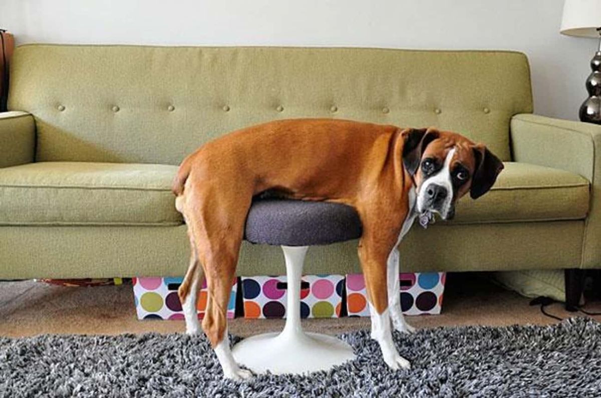 brown and white boxer standing with the stomach over a dark purple and white stool on a carpet with a green sofa behind it
