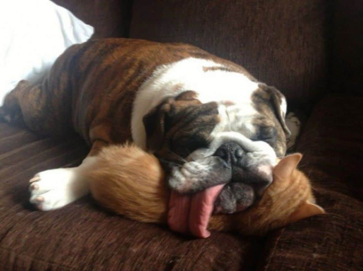 brown and white bulldog with the tongue sticking out laying on an orange cat with both on a brown sofa