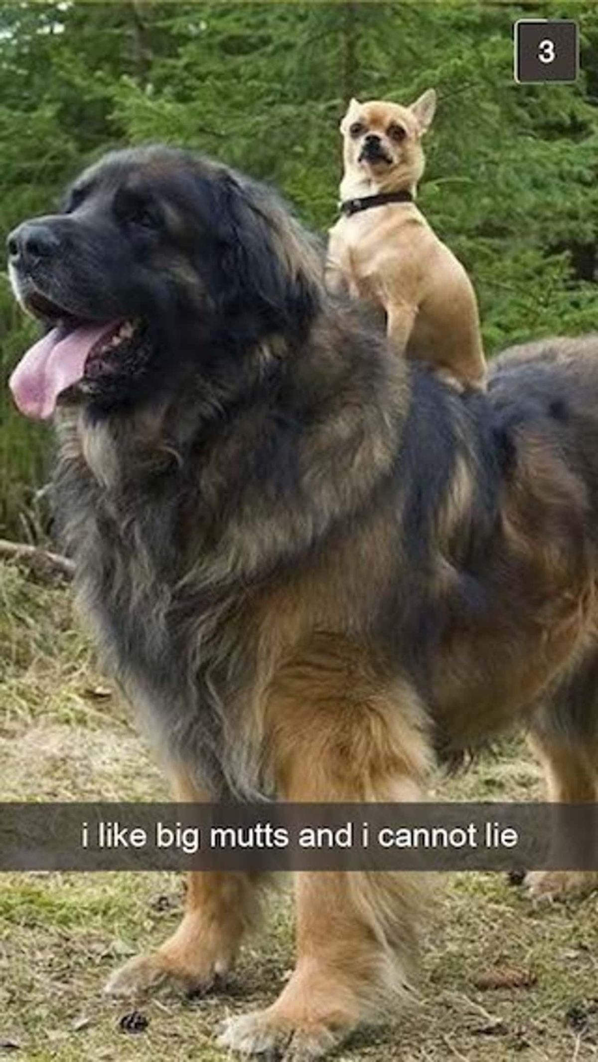 brown and white chihuahua on the back of a large fluffy black and brown dog with the caption i like big mutts and i cannot lie