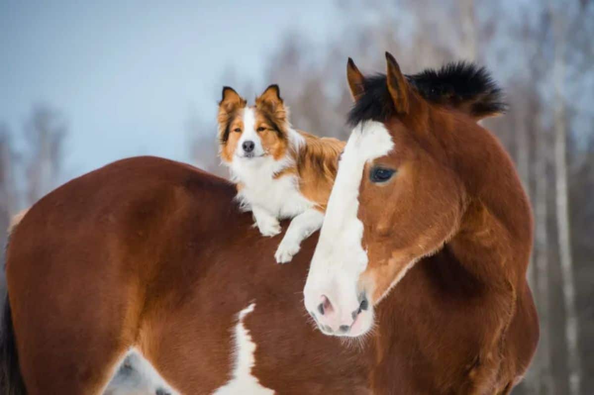 brown and white collie laying on a brown and white horse's back