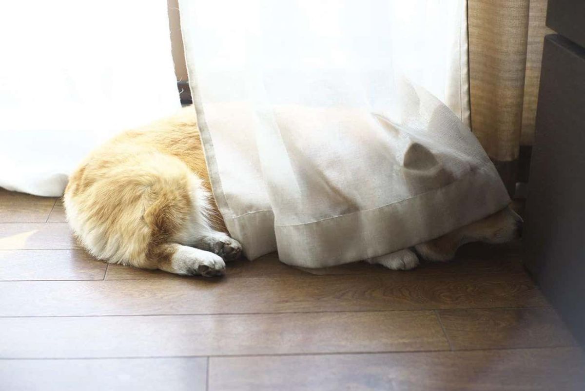 brown and white corgi laying on the floor behind a white curtain with only the butt and the back legs showing